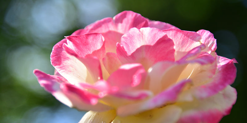 Gesichtspflege mit Rose und positiven Affirmationen