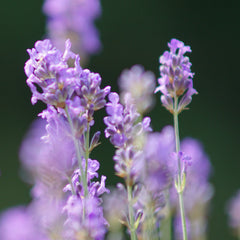 Divya Blue Körperöl